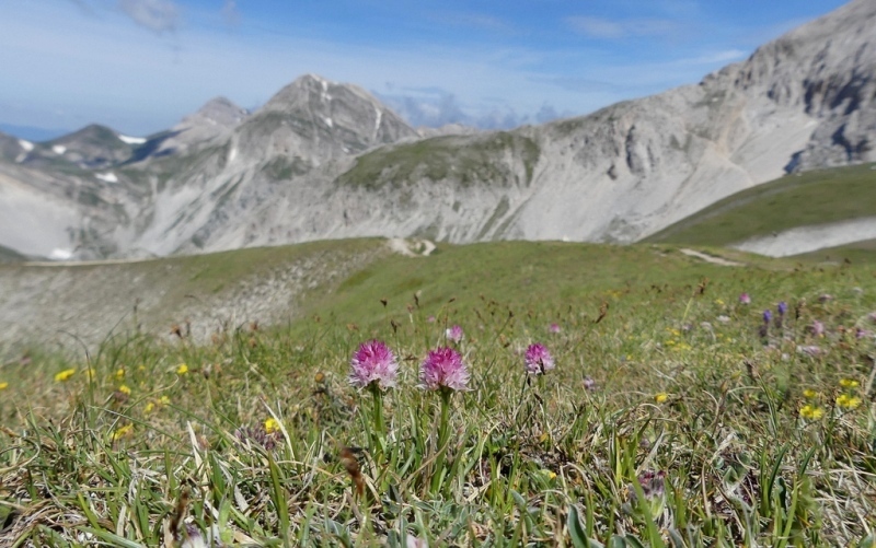 La Nigritella widderi nel Gran Sasso dItalia  luglio 2021.